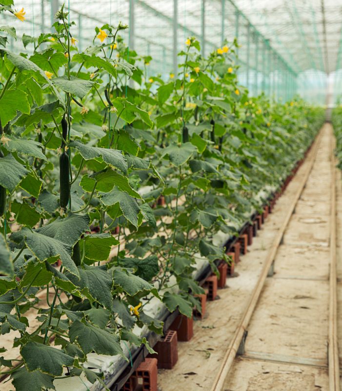 Organic farms avoid toxic inputs, improve soil health, grow clean, sustainable food that supports nature.