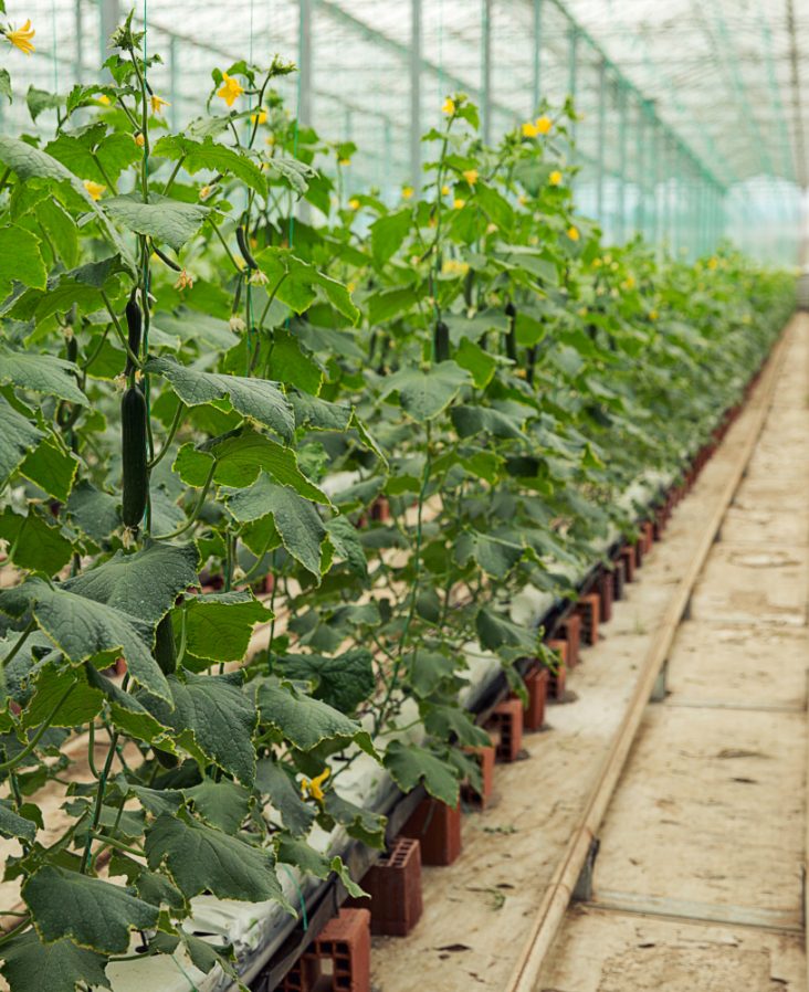 Organic farms avoid toxic inputs, improve soil health, grow clean, sustainable food that supports nature.