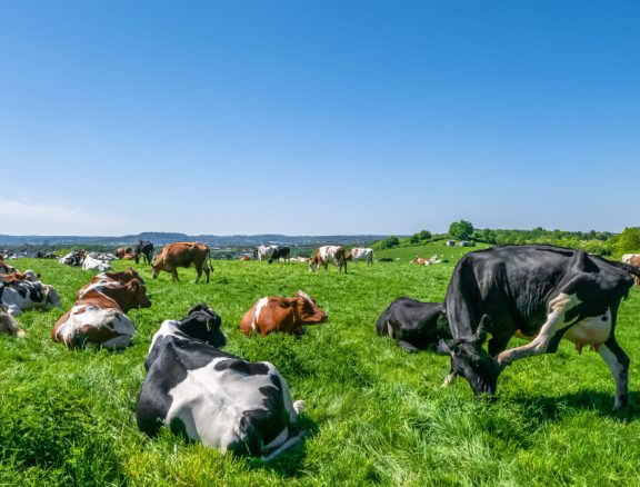 Breeding and rearing of healthy cattle, goats and sheep for meat supply and agricultural trade markets.