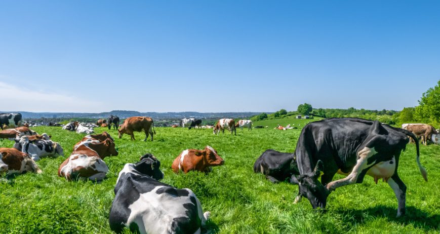 Breeding and rearing of healthy cattle, goats and sheep for meat supply and agricultural trade markets.
