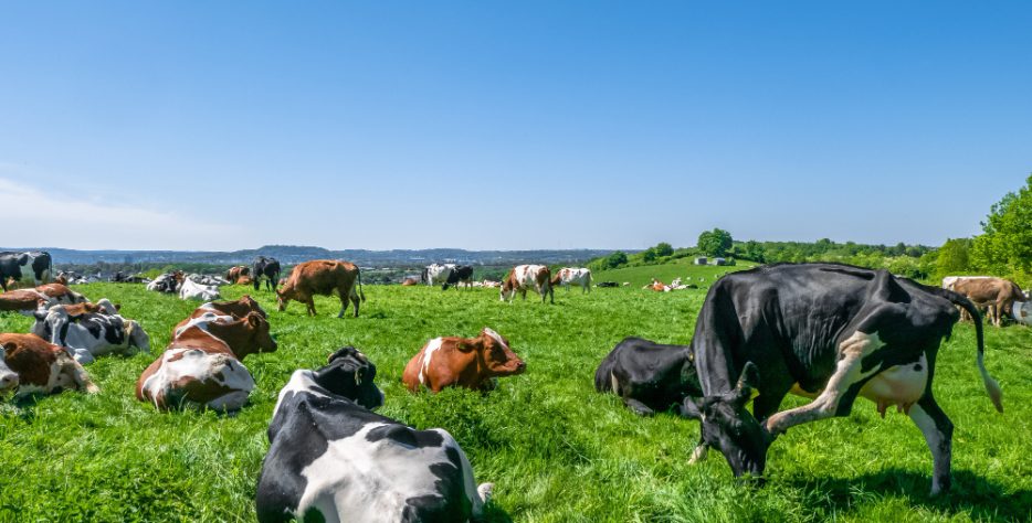 Breeding and rearing of healthy cattle, goats and sheep for meat supply and agricultural trade markets.