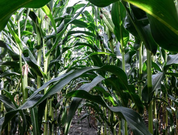 Commercial farming and distribution of maize and beans supporting food security and agro-processing industries.