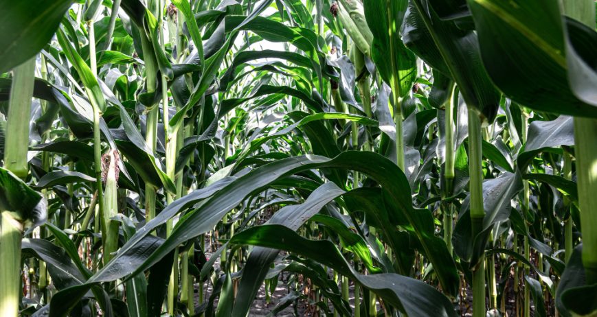 Commercial farming and distribution of maize and beans supporting food security and agro-processing industries.