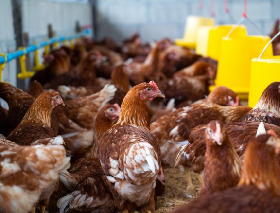 Structured chicken breeding and supply operations supporting local markets and bulk agricultural buyers.