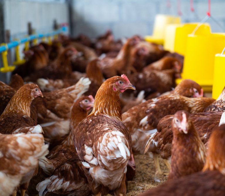 Structured chicken breeding and supply operations supporting local markets and bulk agricultural buyers.