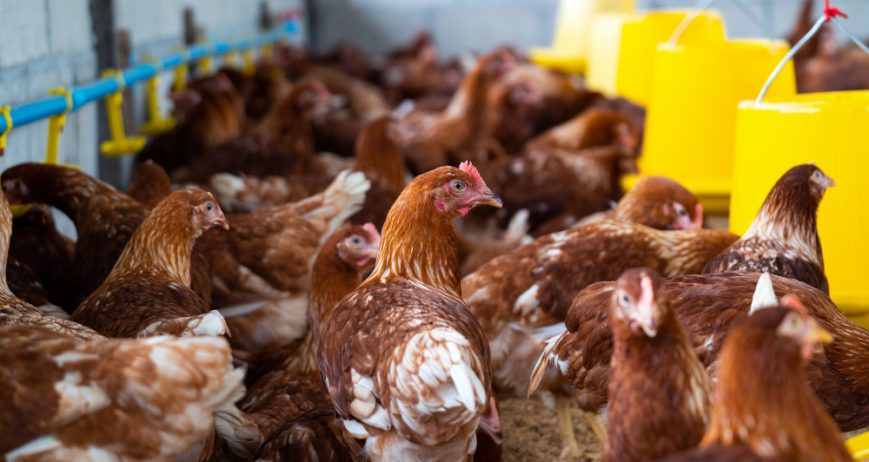 Structured chicken breeding and supply operations supporting local markets and bulk agricultural buyers.