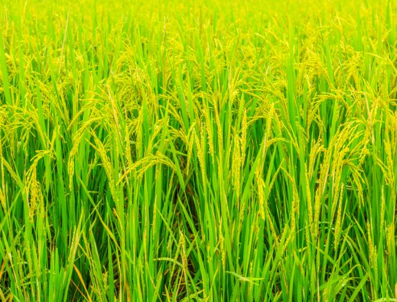 Large-scale cultivation and trading of high-quality rice varieties for domestic markets and regional export distribution.