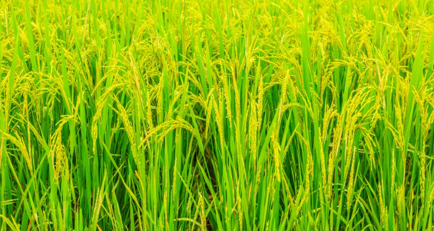 Large-scale cultivation and trading of high-quality rice varieties for domestic markets and regional export distribution.