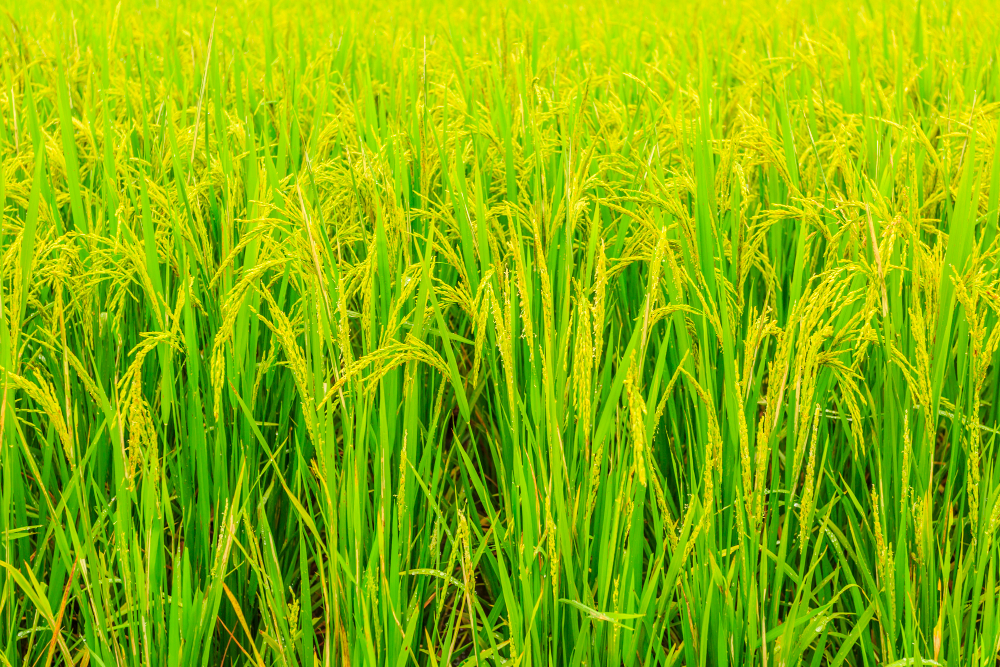 Large-scale cultivation and trading of high-quality rice varieties for domestic markets and regional export distribution.