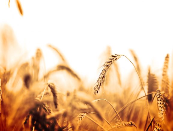 Sustainable wheat farming and structured commodity trading serving food processors, wholesalers and bulk buyers.