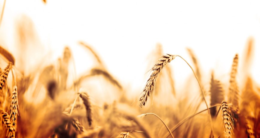 Sustainable wheat farming and structured commodity trading serving food processors, wholesalers and bulk buyers.
