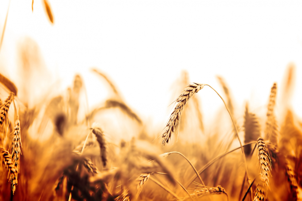 Sustainable wheat farming and structured commodity trading serving food processors, wholesalers and bulk buyers.