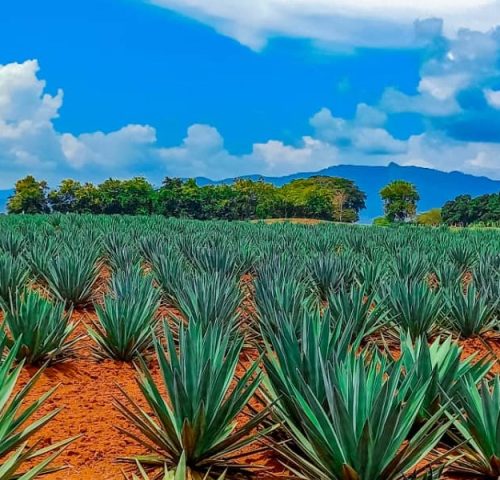 There are many variations of passages of Lorem Ipsum available, but majority have suffered teration in some form, by injected humour, or randomised words which don't look even slight believable. If you are going to use a passage of Lorem Ipsum.