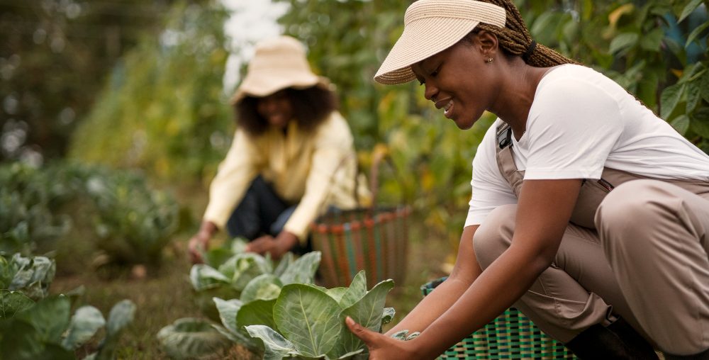 Organic farms avoid toxic inputs, improve soil health, grow clean, sustainable food that supports nature.