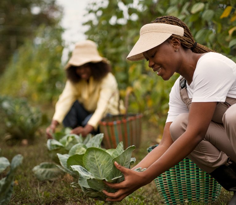 Organic farms avoid toxic inputs, improve soil health, grow clean, sustainable food that supports nature.