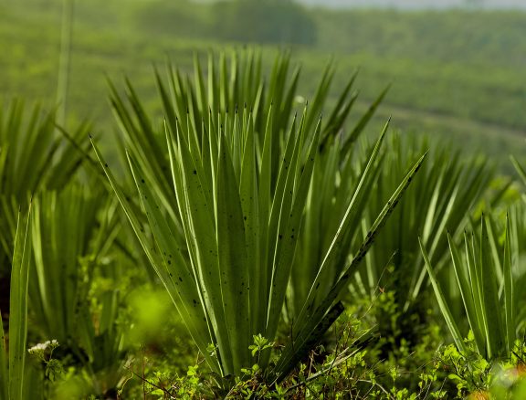 Efficient packaging, documentation and global shipment of graded sisal fiber to international manufacturers and distributors.