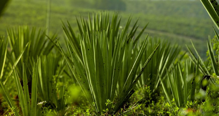 Efficient packaging, documentation and global shipment of graded sisal fiber to international manufacturers and distributors.